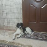 توله سگ بردر کولی