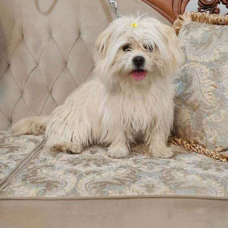 سگ پاپی اشپیتز  ۱ سال ۲ ماهه شناسنامه دار