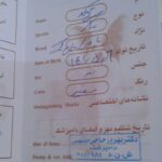 توله پامر اشپیتز ۵ ماهه