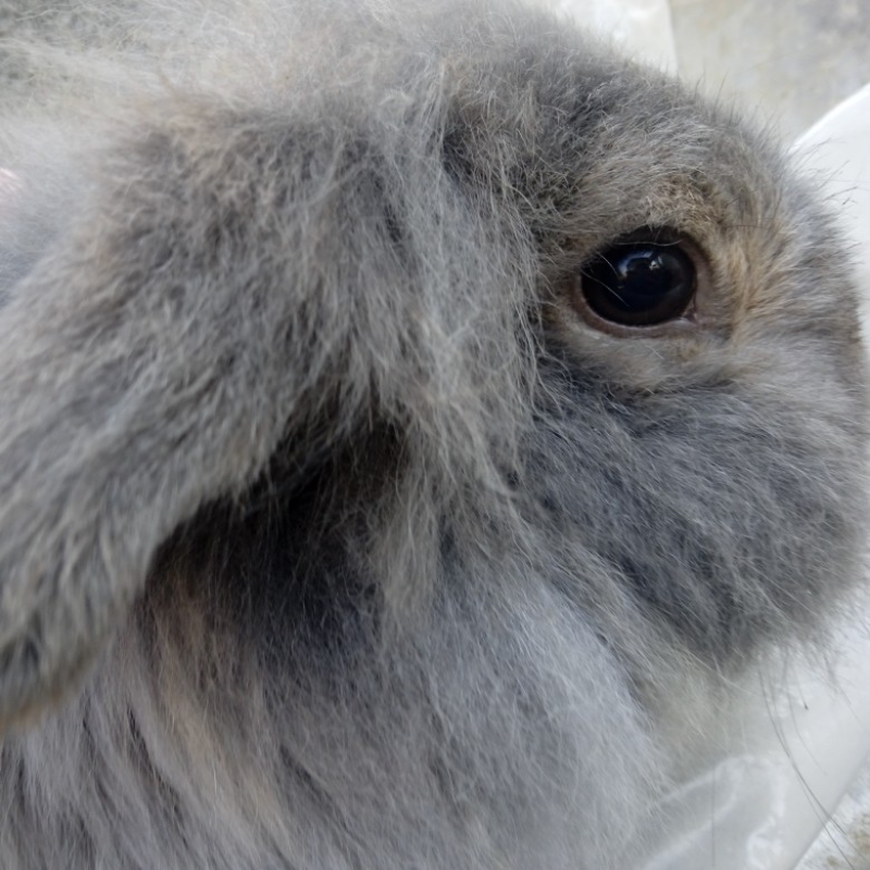 خرگوش لپ هلندی   ماده