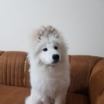 سگ سامویید ۶ ماهه