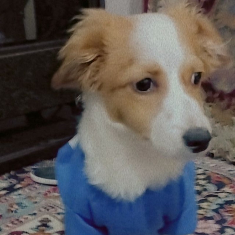 توله سگ اشپیتز