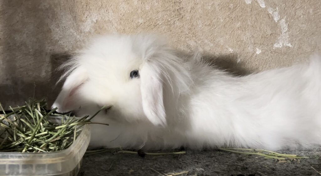 خرگوش لوپ مولد اصیل