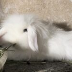 خرگوش لوپ مولد اصیل