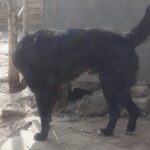 واگذاری سگ نگهبان