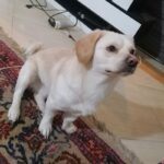 توله یکساله تریر