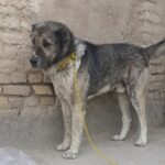 واگذاری سگ نگهبان