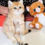 بریتیش شورت هیر چینچیلا گلد