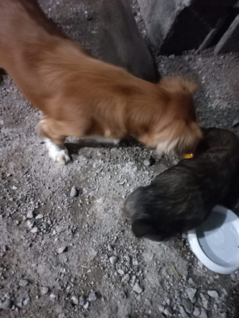 سگ اشپیتز مادر و دو توله نر ۲ ماهه