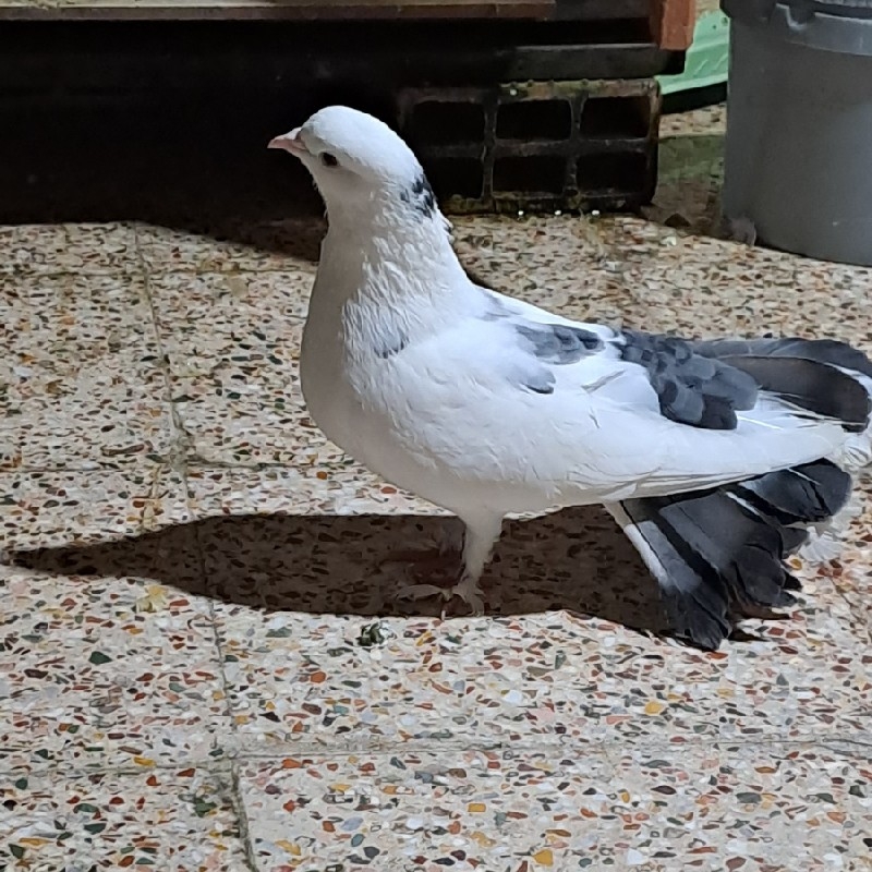کبوتر پا پری سفید