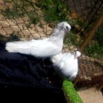 کبوتر شامپیون و دمچتری سفید مهر