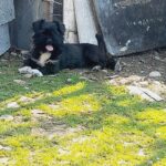 سگ پاکوتاه نژاد شیتزو پیکینیز ماده ۹ ماهه