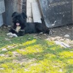 سگ پاکوتاه نژاد شیتزو پیکینیز ماده ۹ ماهه