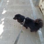 سگ اشپیتزبلک