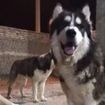 فروش سگ نژادمالاموت وارداتی تربیت شده صفرتاصد