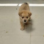 سگ اشپیتز یک ماهه