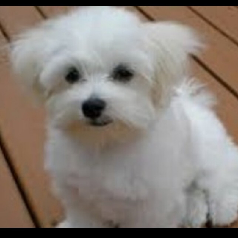 سگ پاپی عروسکی سفید