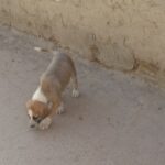سگ افقان یه ماهه