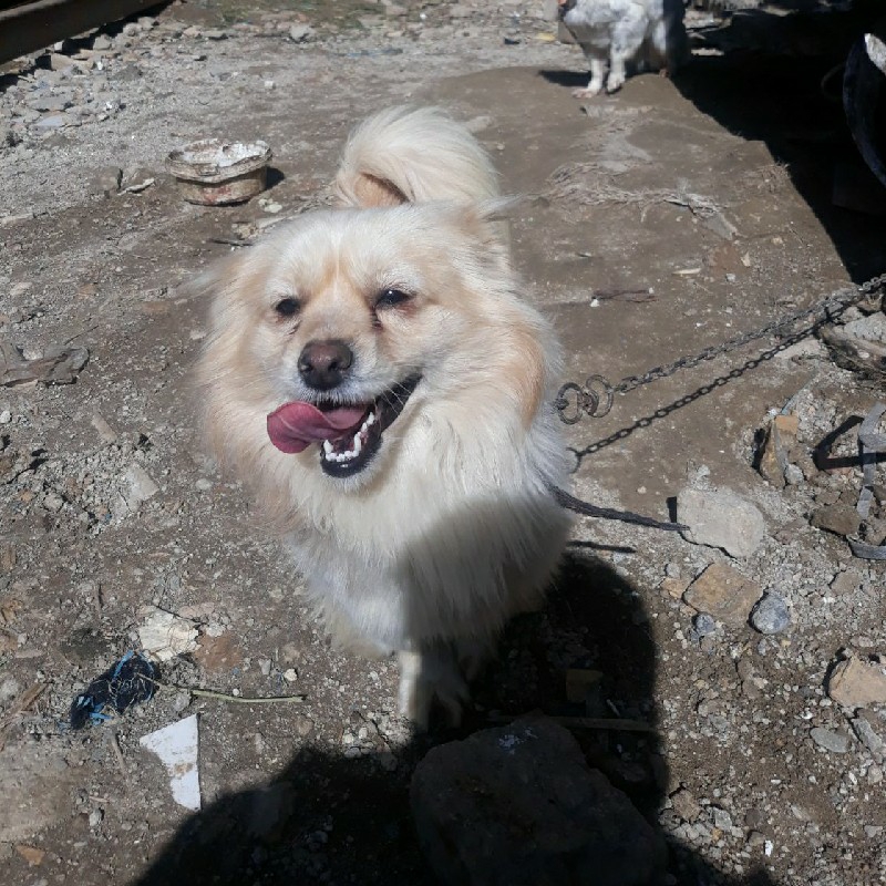 سگ پاکوتاه اشپیتز