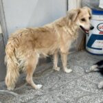 سگ اشپیتز تیرییر اصل.