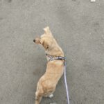 سگ اشتیپز گلدن  ماده (3 ساله)