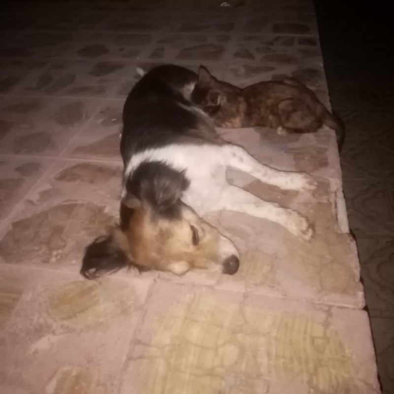 سگ اشپیتز نورآباد ممسنی