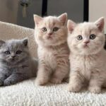فروش گربه|اسکاتیش و بریتیش|قیمت گربه پرشینکت|گربه رایگان