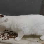 فروش گربه اسکاتیش سفید و پرشین ماده مولد