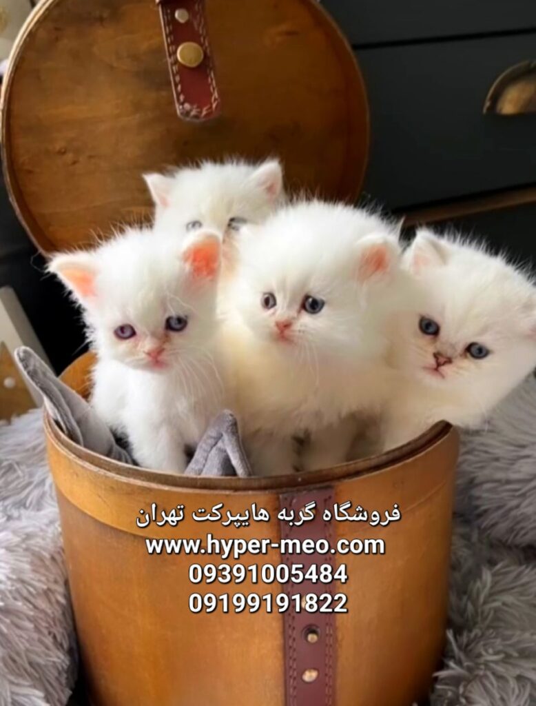 فروش بیواسطه نمایشگاه گربه تهران ۰۹۳۹۱۰۰۵۴۸۴