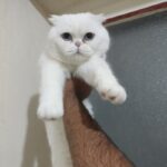 فروش گربه اسکاتیش سفید و پرشین ماده مولد