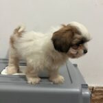 فروش سگ شیتزو عروسکی ۳ ماهِ